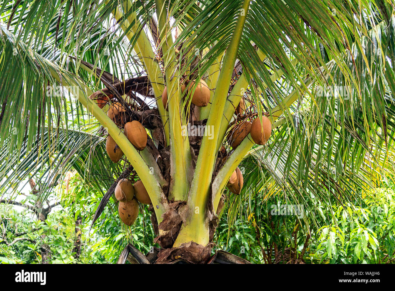 Kosrae, Micronesia. Ripe coconuts growing on a coconut tree Stock Photo