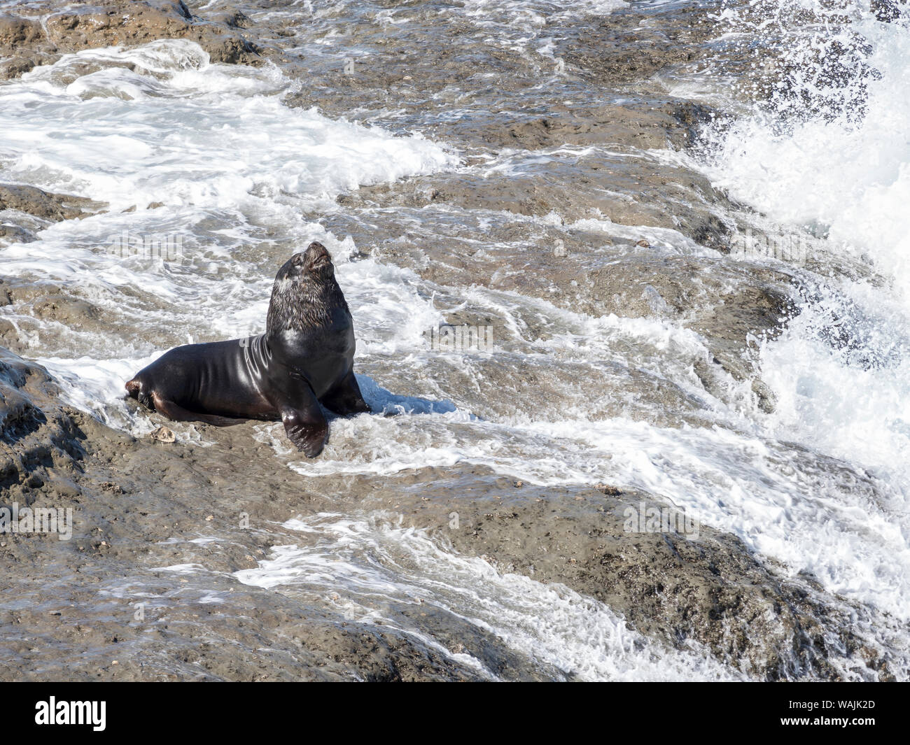 South American sea lion (Otaria flavescens) also called Southern Sea Lion and Patagonian Sea Lion, colony in the Valdes National Park. Valdes is listed as UNESCO World Heritage Site. South America, Argentina, Chubut Stock Photo