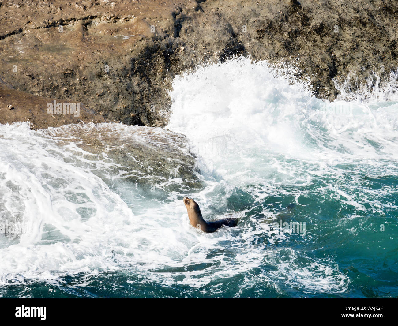 South American sea lion (Otaria flavescens) also called Southern Sea Lion and Patagonian Sea Lion, colony in the Valdes National Park. Valdes is listed as UNESCO World Heritage Site. South America, Argentina, Chubut Stock Photo