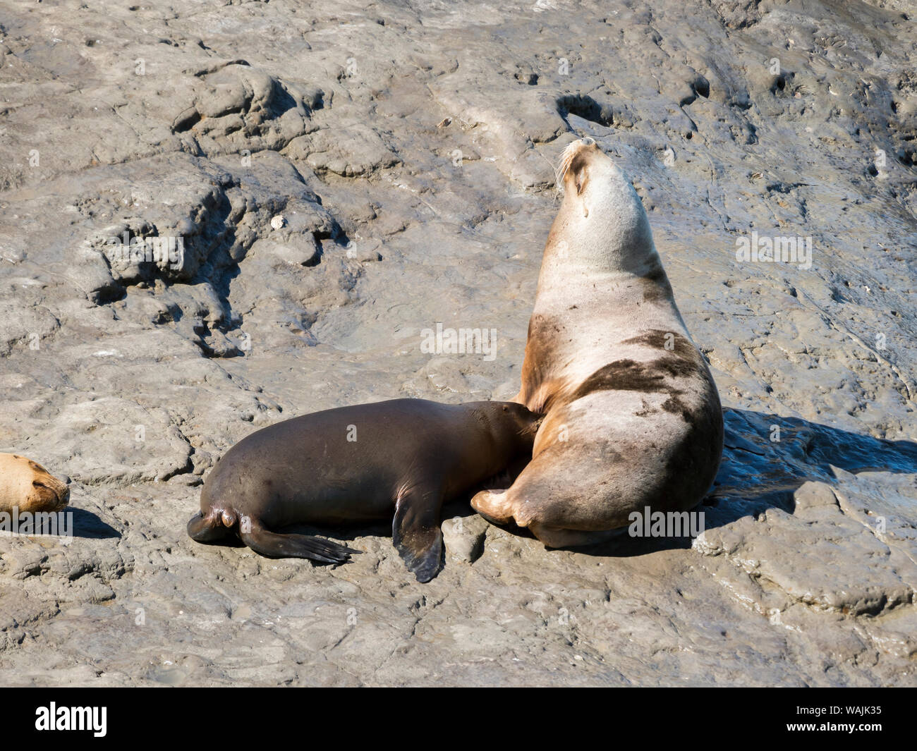 Cow with pup. South American sea lion (Otaria flavescens) also called Southern Sea Lion and Patagonian Sea Lion, colony in the Valdes National Park. Valdes is listed as UNESCO World Heritage Site. South America, Argentina, Chubut Stock Photo