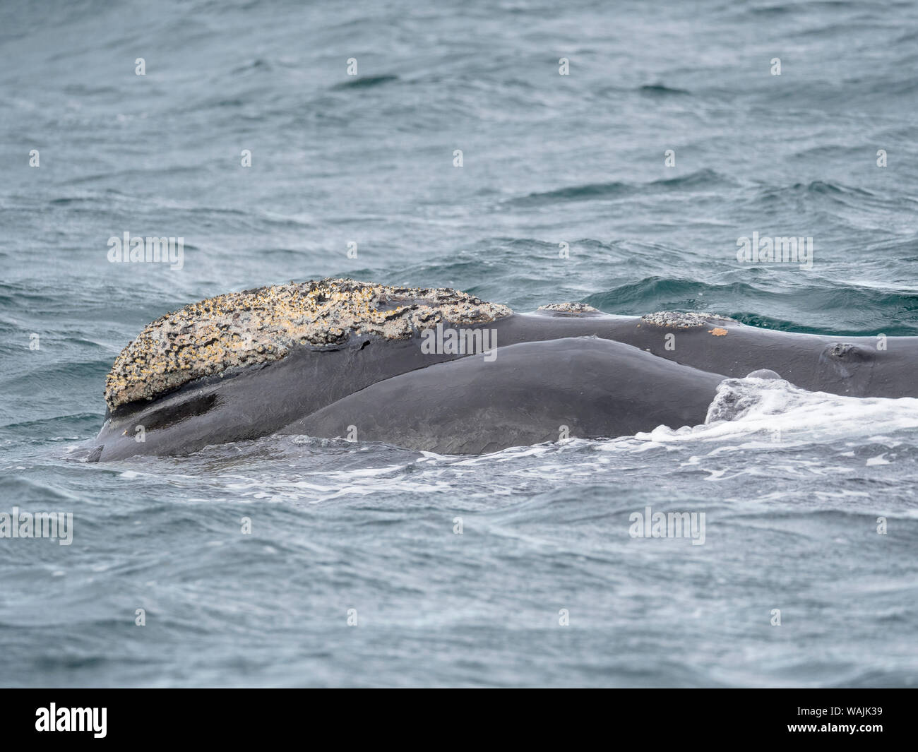 Southern right whale (Eubalaena australis) in the Golfo Nuevo at Peninsula Valdes, Valdes is listed as UNESCO World Heritage Site. Argentina, Chubut, Valdes Stock Photo
