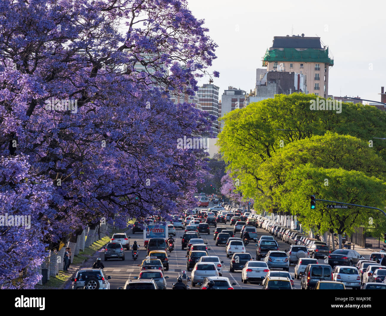Jacaranda trees on Avenida Pres. Figueroa Alcorta in Recoleta. Buenos