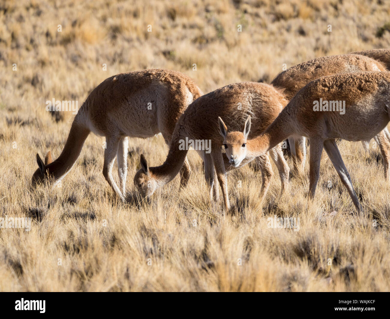 Vicuna (Vicugna vicugna) in the Altiplano of Argentina near the Serrania de Hornocal. Stock Photo