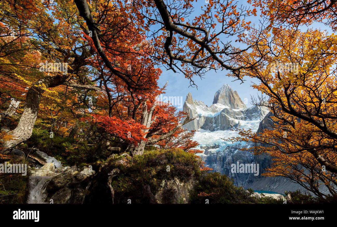 Argentina, Los Glaciares National Park. Mt. Fitz Roy through window of Lenga Beech trees in fall. Stock Photo