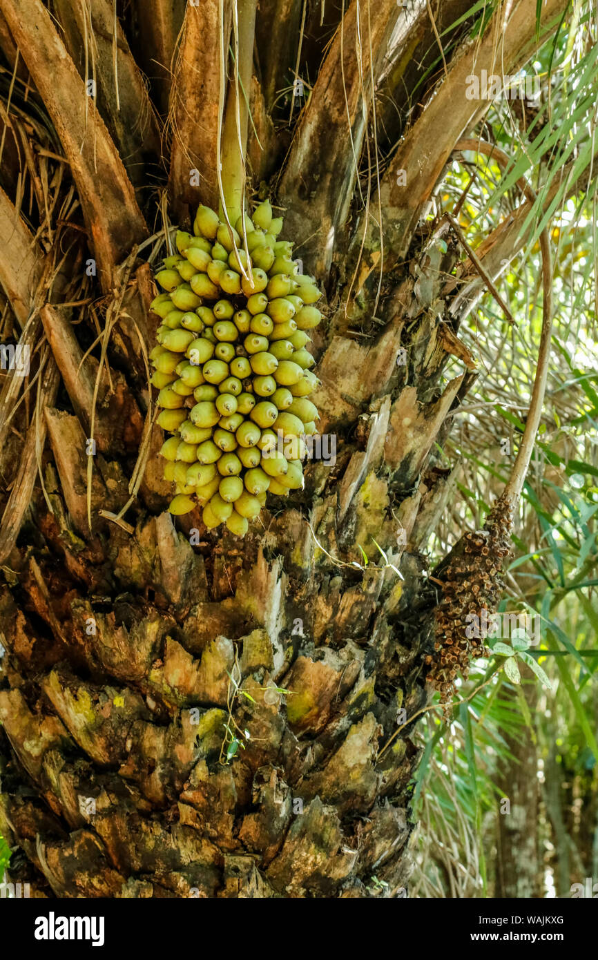 Pantanal, Mato Grosso, Brazil. Attalea speciosa (babassu, babassu palm, babacu, cusi) is a palm native to the Amazon Rainforest region in South America. Stock Photo
