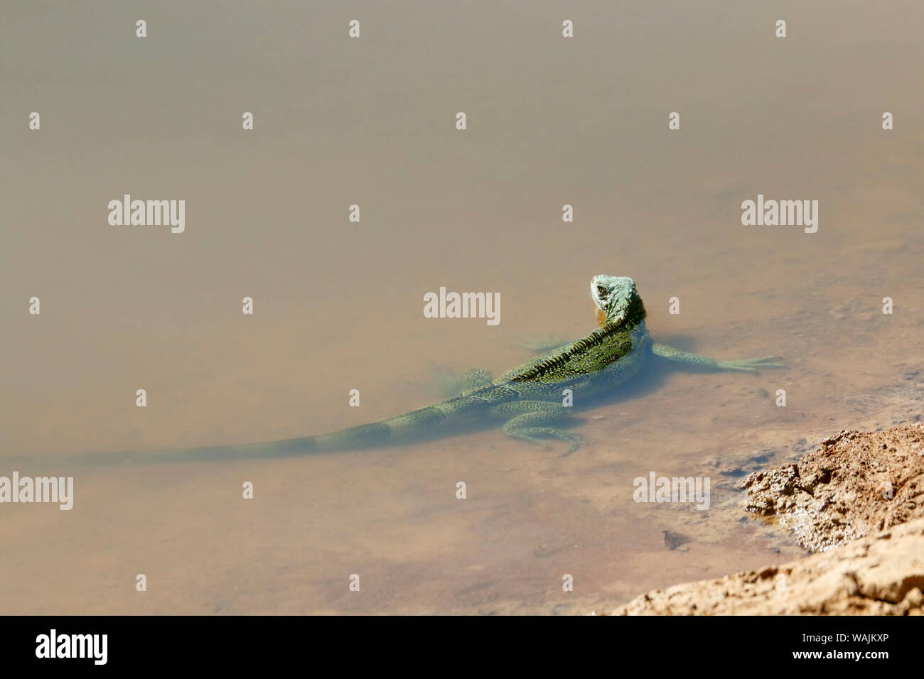 Pantanal, Mato Grosso, Brazil. Green Iguana in the shallows of a river. Green, or common, iguanas are among the largest lizards in the Americas, averaging around 6.5 feet (2 meters) long and weighing about 11 pounds (5 kilograms). Stock Photo
