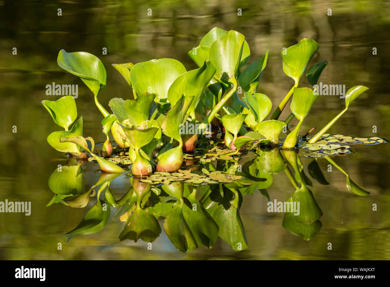 Pantanal, Mato Grosso, Brazil. Common water hyacinth floating in the rivers and marshlands. Small groups of hyacinth break free from a larger grouping, float downstream and start another big grouping. Stock Photo
