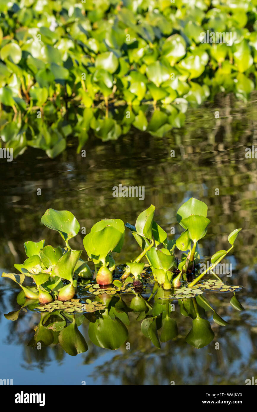 Pantanal, Mato Grosso, Brazil. Common water hyacinth floating in the rivers and marshlands. Small groups of hyacinth break free from a larger grouping, float downstream and start another big grouping. Stock Photo