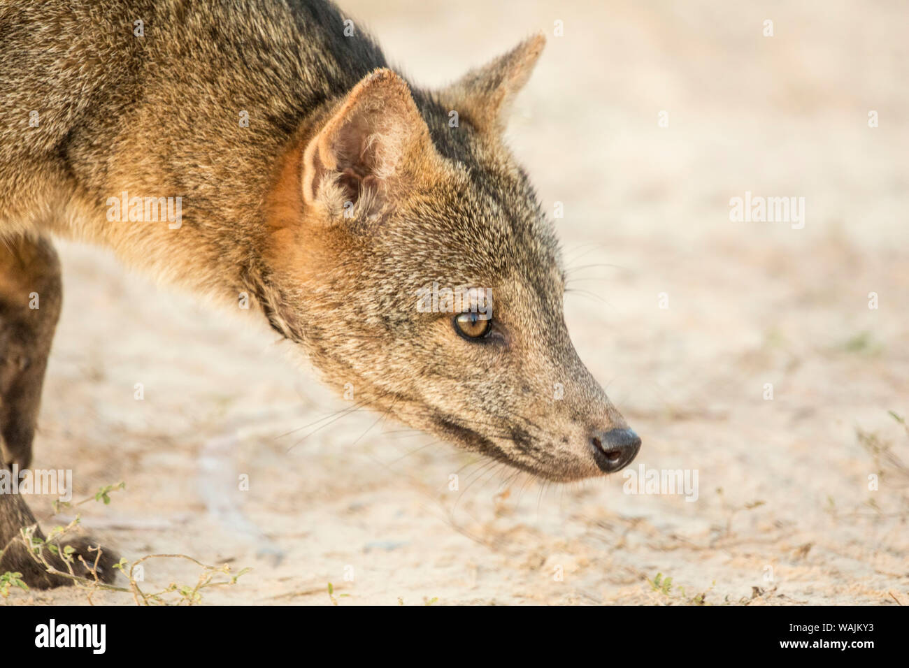 Pantanal, Mato Grosso, Brazil. Crabeating Fox at sunrise. The crab