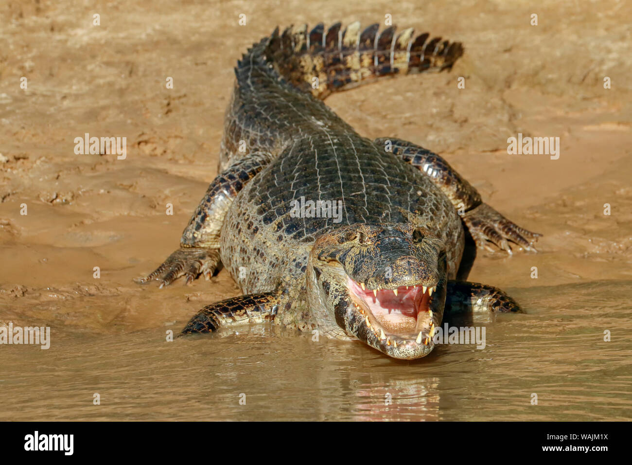 Pantanal, Mato Grosso, Brazil. Yacare Caiman with an open mouth sunning itself in the Cuiaba River. Stock Photo