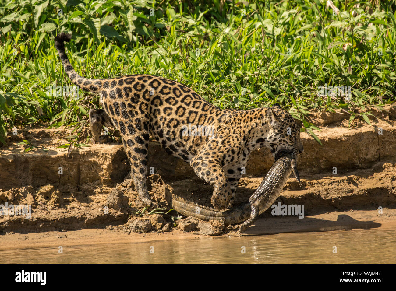 Female jaguar carrying a young Yacare Caiman that Pantanal, Mato Grosso, Brazil. she just caught, on her way to sharing it with her two adolescent jaguars, along the Cuiaba River. Stock Photo