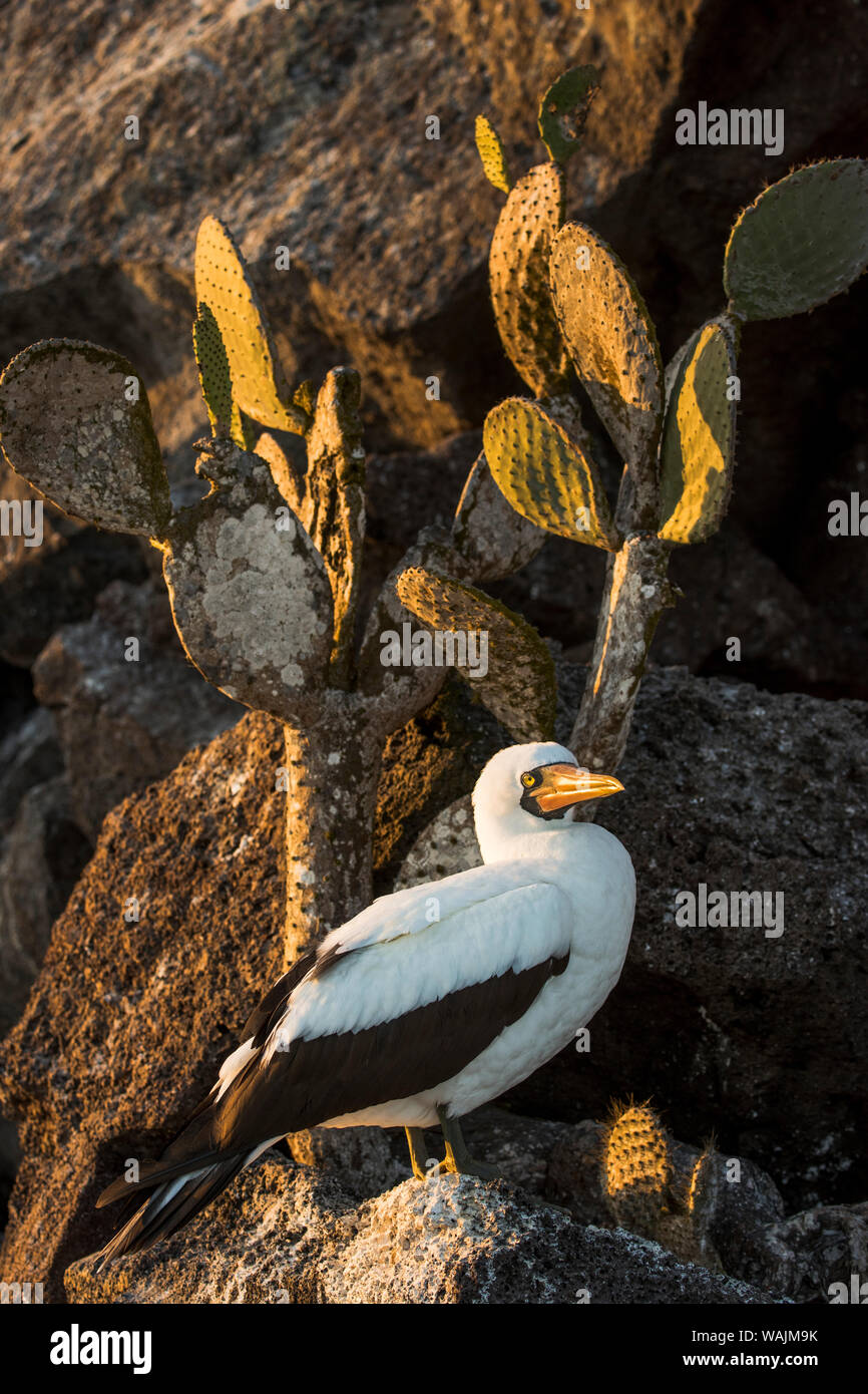 Ecuador, Galapagos Islands, Genovesa Island. Nazca booby perched. Stock Photo