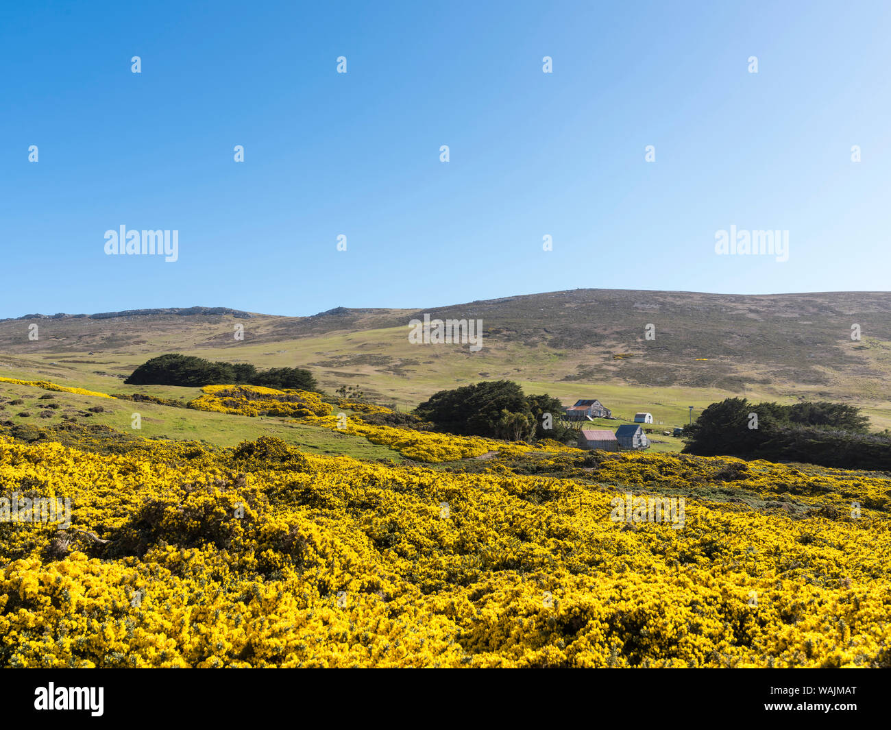 Carcass Island, a small island in West Falklands. (Editorial Use Only) Stock Photo