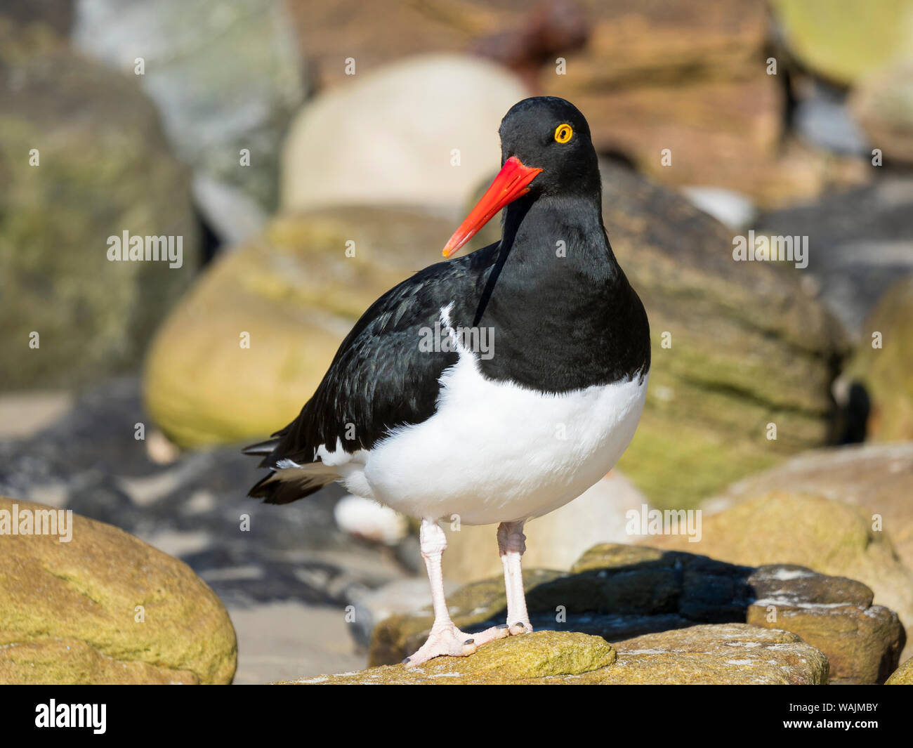 Magellanic Oystercatcher (Haematopus leucopodus), Falkland Islands, Carcass Island Stock Photo