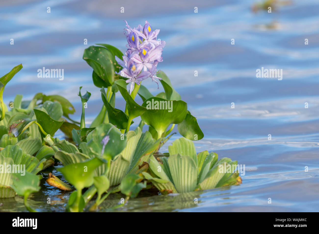 Pacaya Samiria Reserve, Peru. A water hyacinth and water lettuce float in the Maranon River. Stock Photo