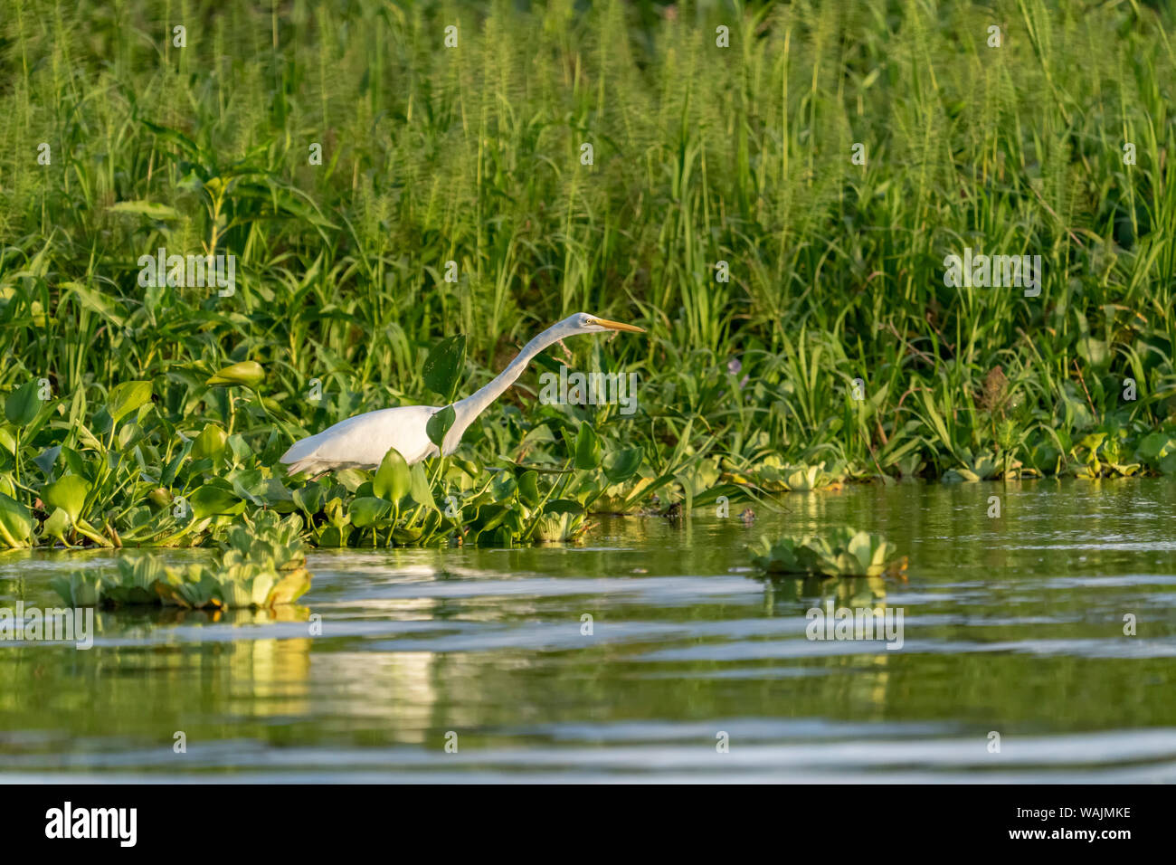 Pacaya Samiria Reserve, Peru. Great egret holding very still on the riverbank waiting for prey. Stock Photo