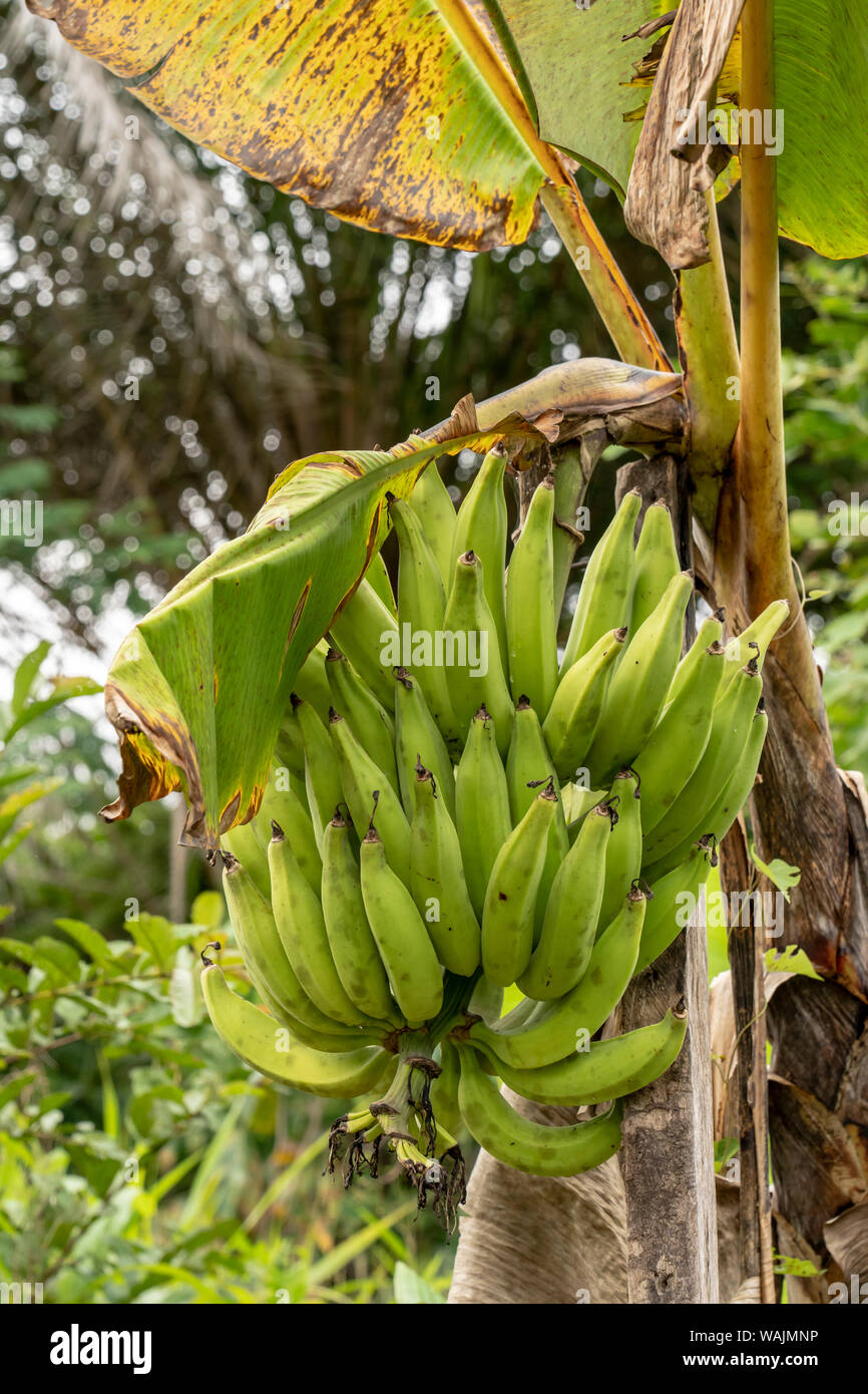 Puerto Miguel, Peru. Plantain tree with plantains ready to harvest, in
