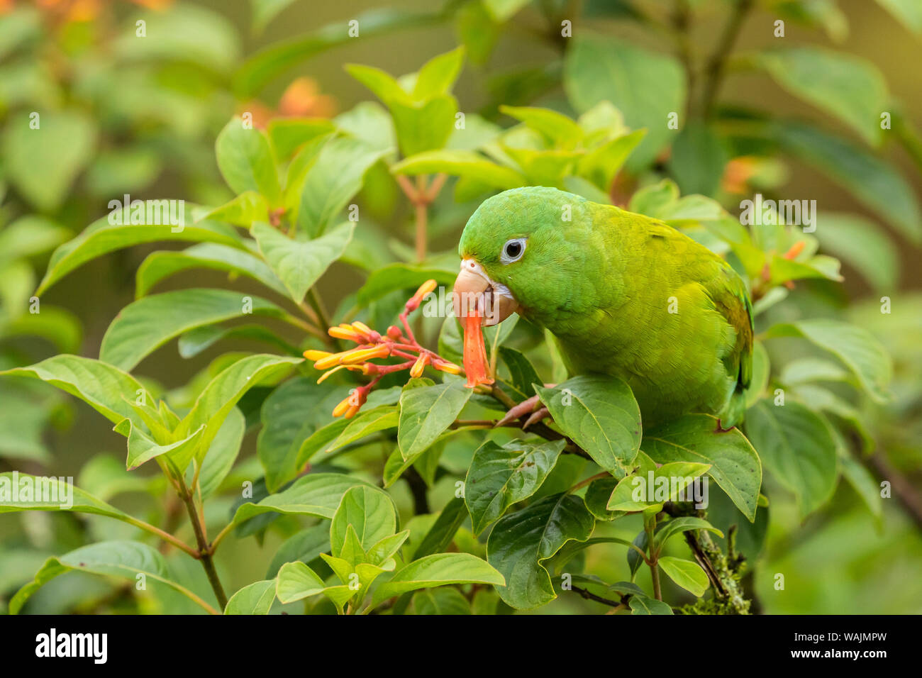 Costa Rica, La Paz River Valley. Captive orange-chinned parakeet feeding on flowers. Credit as: Cathy & Gordon Illg / Jaynes Gallery / DanitaDelimont.com Stock Photo