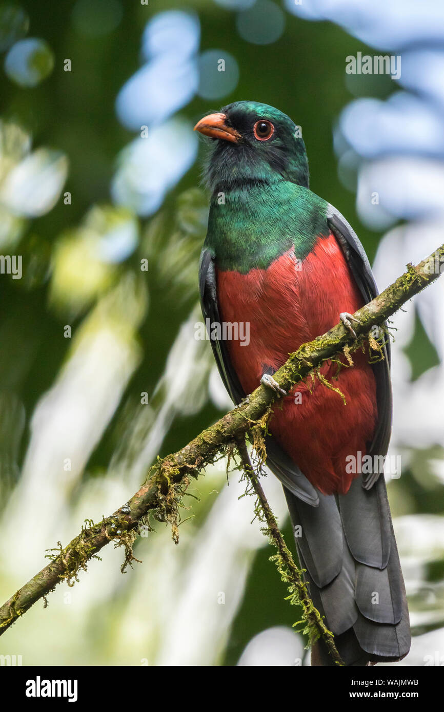 Costa Rica, La Selva Biological Station. Slaty-tailed trogon on limb. Credit as: Cathy & Gordon Illg / Jaynes Gallery / DanitaDelimont.com Stock Photo