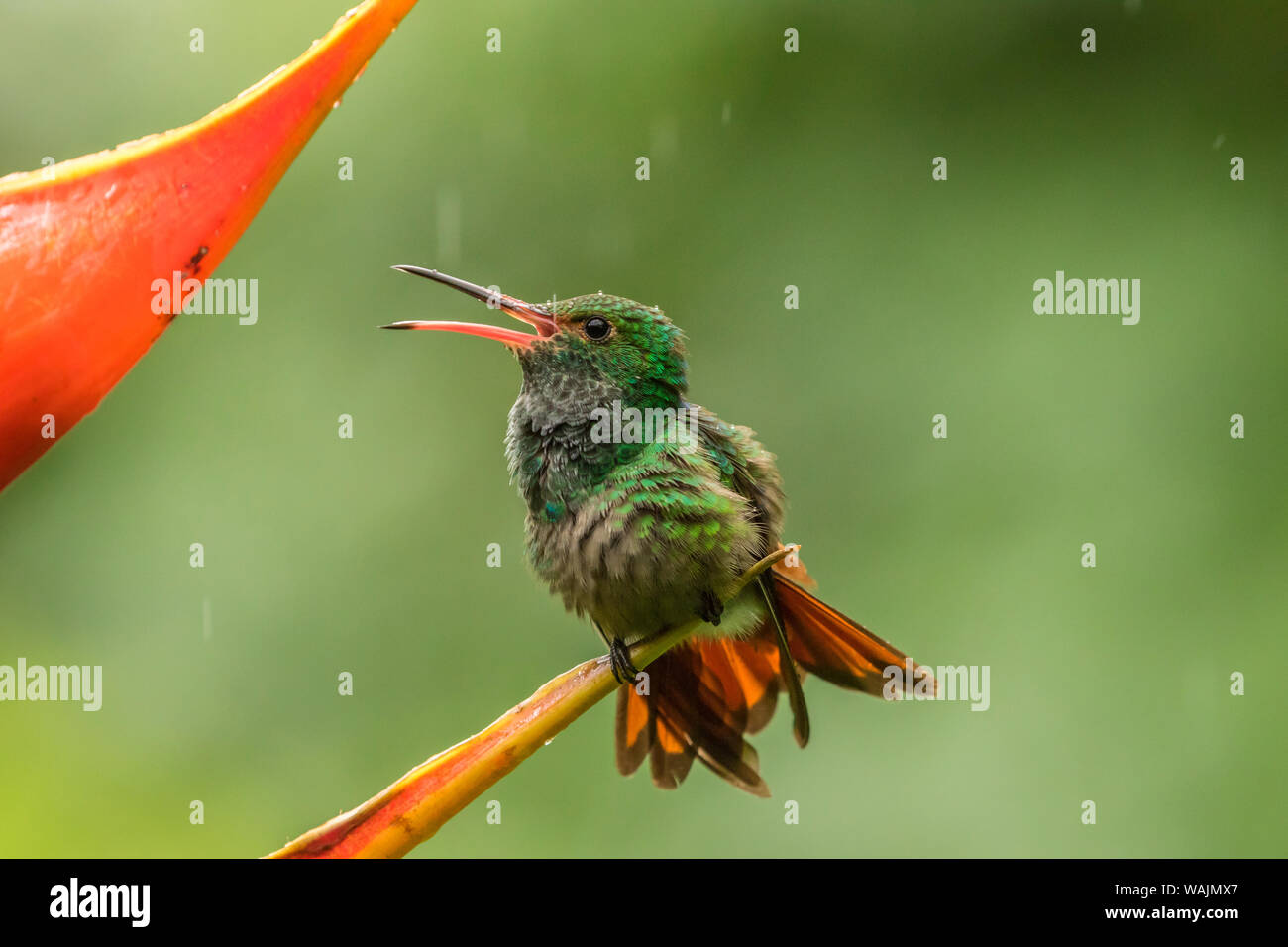 Costa Rica, Sarapique River Valley. Rufous-tailed hummingbird on ...