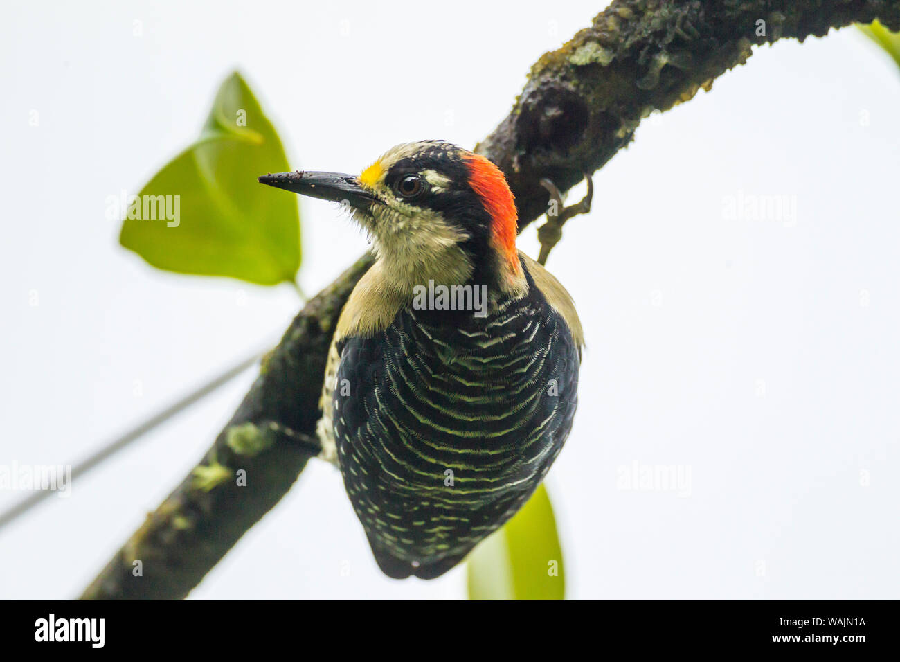 Costa Rica, Arenal. Black-cheeked woodpecker on limb. Credit as: Cathy & Gordon Illg / Jaynes Gallery / DanitaDelimont.com Stock Photo