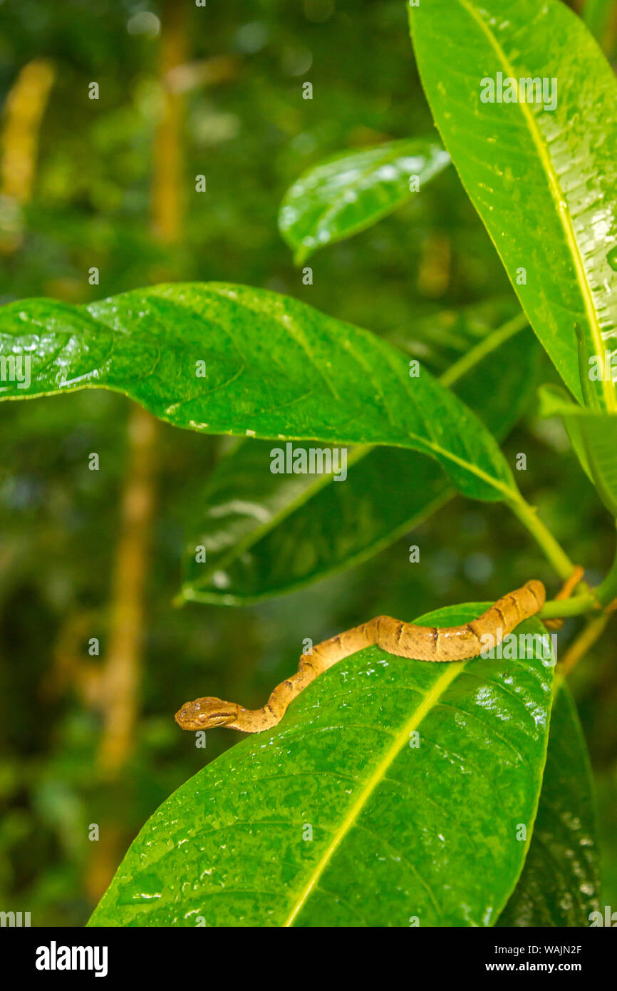 Costa Rica, Monteverde Cloud Forest Reserve. Side-striped palm pit viper. Credit as: Cathy & Gordon Illg / Jaynes Gallery / DanitaDelimont.com Stock Photo