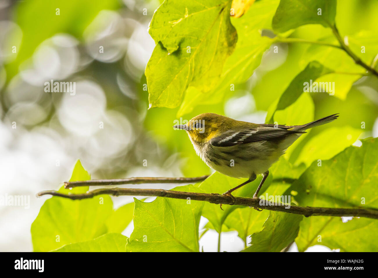 Costa Rica, Monteverde Cloud Forest Reserve. Black-throated green warbler in tree. Credit as: Cathy & Gordon Illg / Jaynes Gallery / DanitaDelimont.com Stock Photo