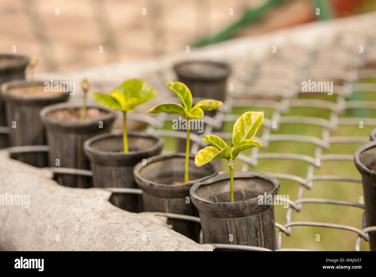 Costa rica coffee hires stock photography and images Alamy