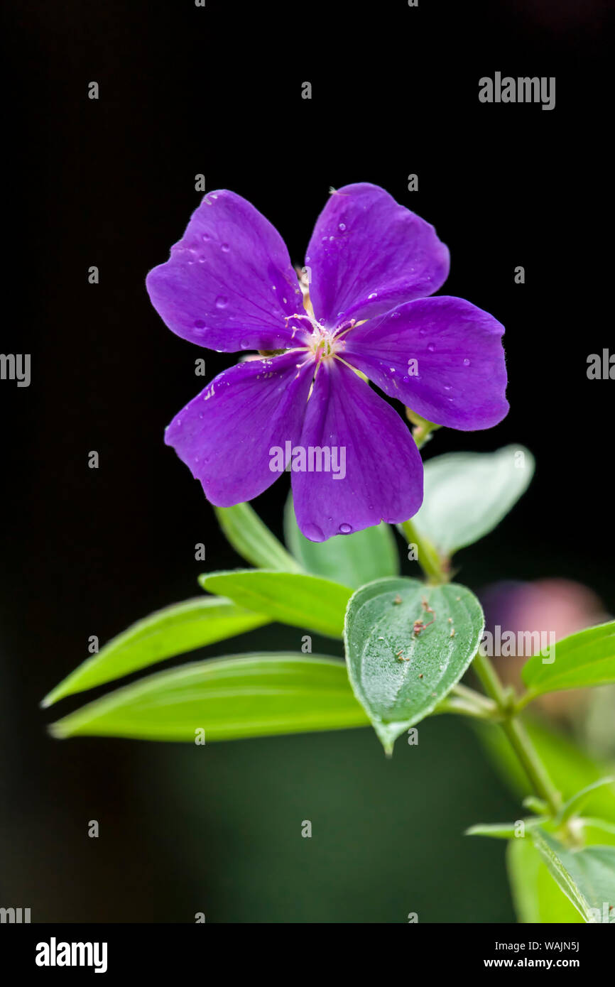 Tortuguero, Costa Rica. Princess flower, glorybush, pleroma, lasiandra, or purple glory tree (Tibouchina urvilleana). Stock Photo