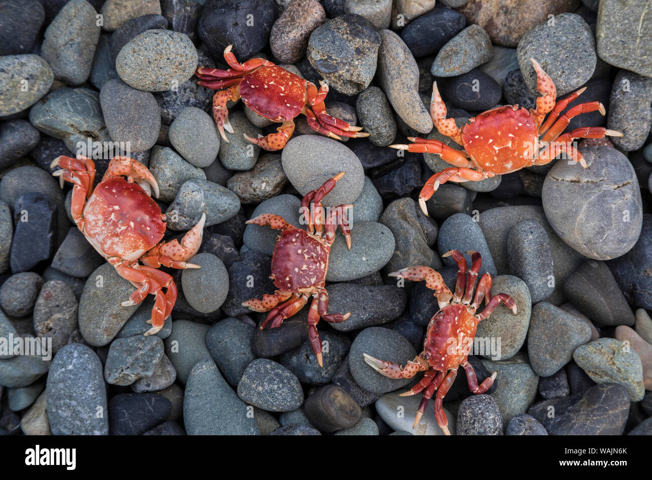 USA, Alaska, Craig. Shore crabs on beach rocks. Credit as: Don Paulson / Jaynes Gallery / DanitaDelimont.com Stock Photo