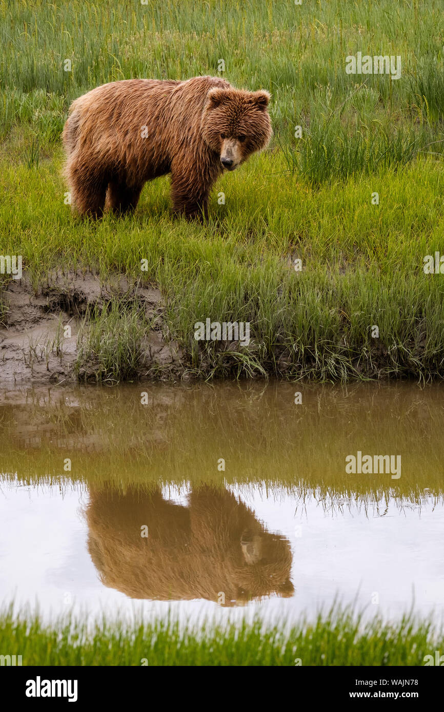 Alaska, USA. Grizzly bear Stock Photo Alamy