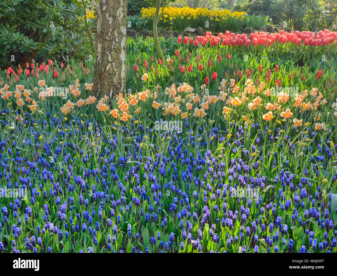 Netherlands. Spring, flowering colorful assorted flowers Stock Photo ...