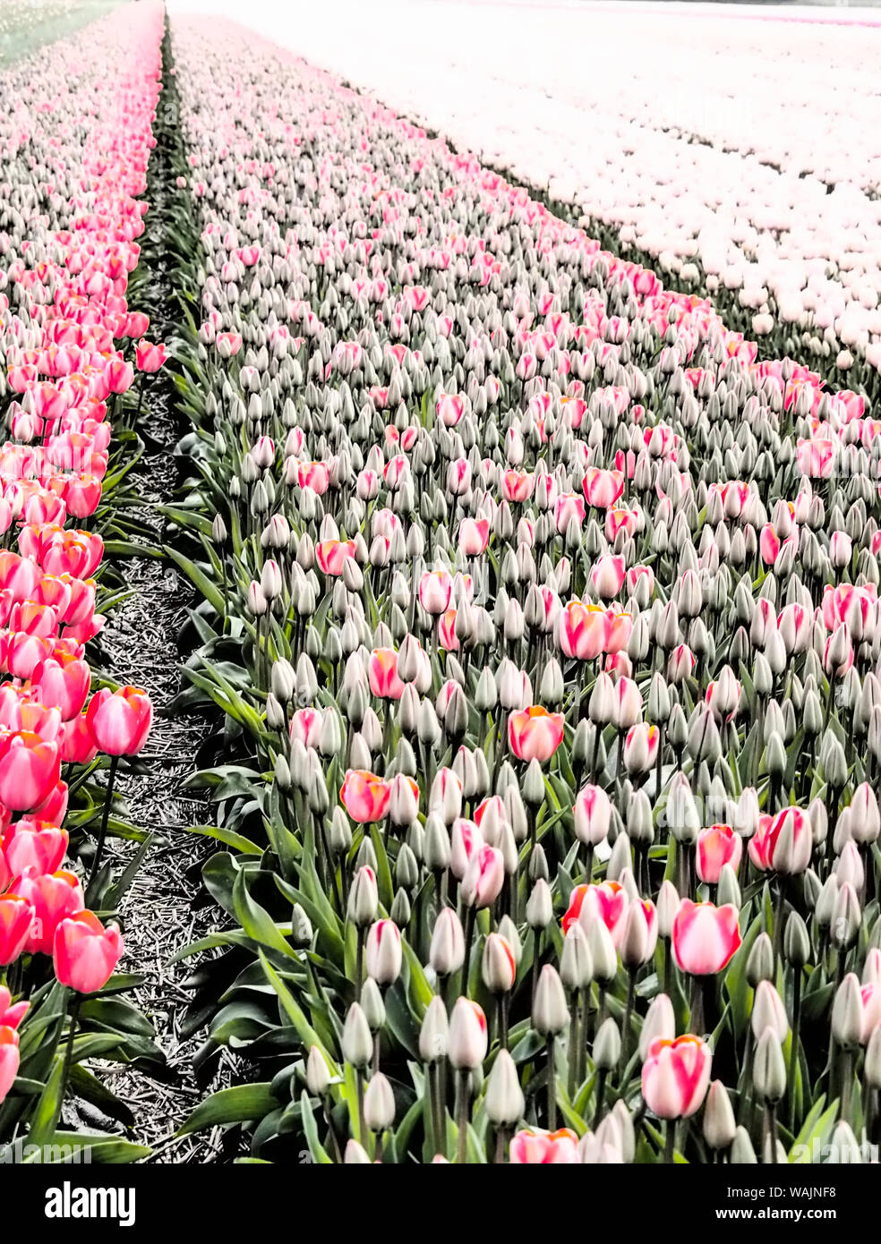 Holland flower fields hi-res stock photography and images - Alamy