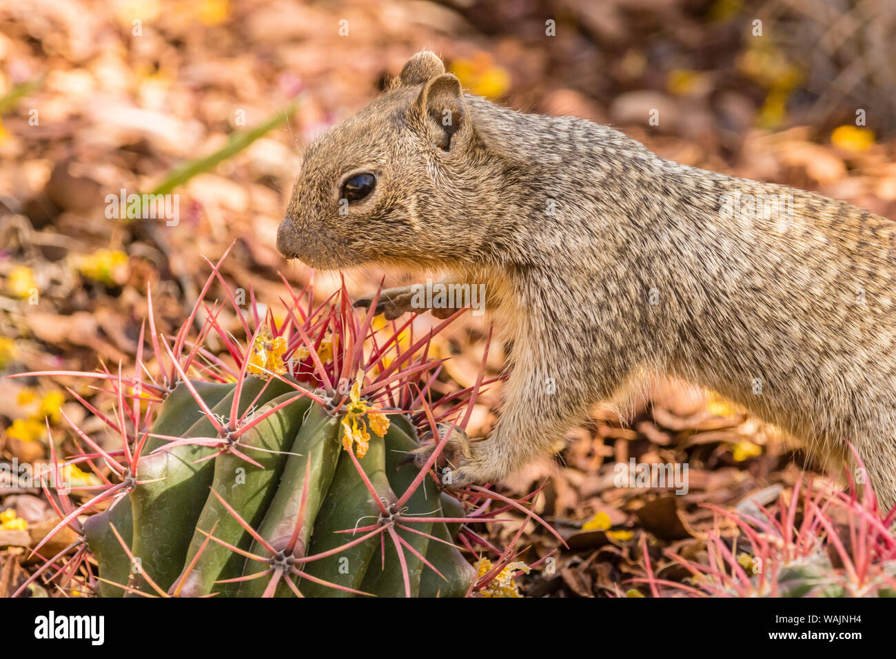 USA, Arizona, Sonoran Desert. Rock squirrel perched on cactus spines. Credit as: Cathy and Gordon Illg / Jaynes Gallery / DanitaDelimont.com Stock Photo