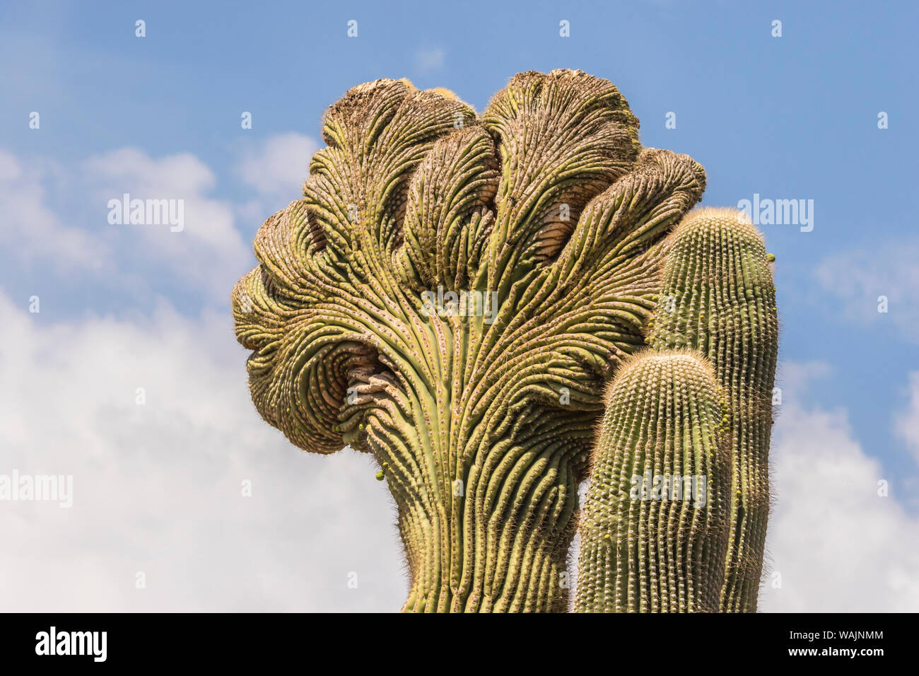 USA, Arizona, Desert Botanic Garden. Cristate saguaro cactus. Credit as: Cathy and Gordon Illg / Jaynes Gallery / DanitaDelimont.com Stock Photo