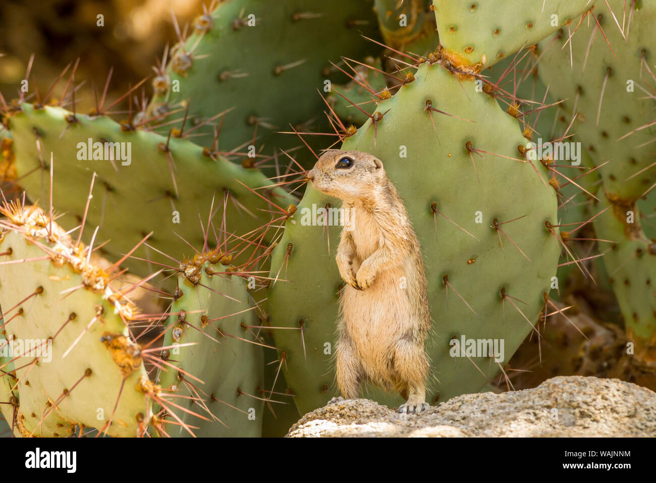 USA, Arizona, Desert Botanic Garden. Harris's ground squirrel feeding on  prickly pear cactus blossom. Credit as: Cathy and Gordon Illg / Jaynes  Gallery / DanitaDelimont.com Stock Photo - Alamy