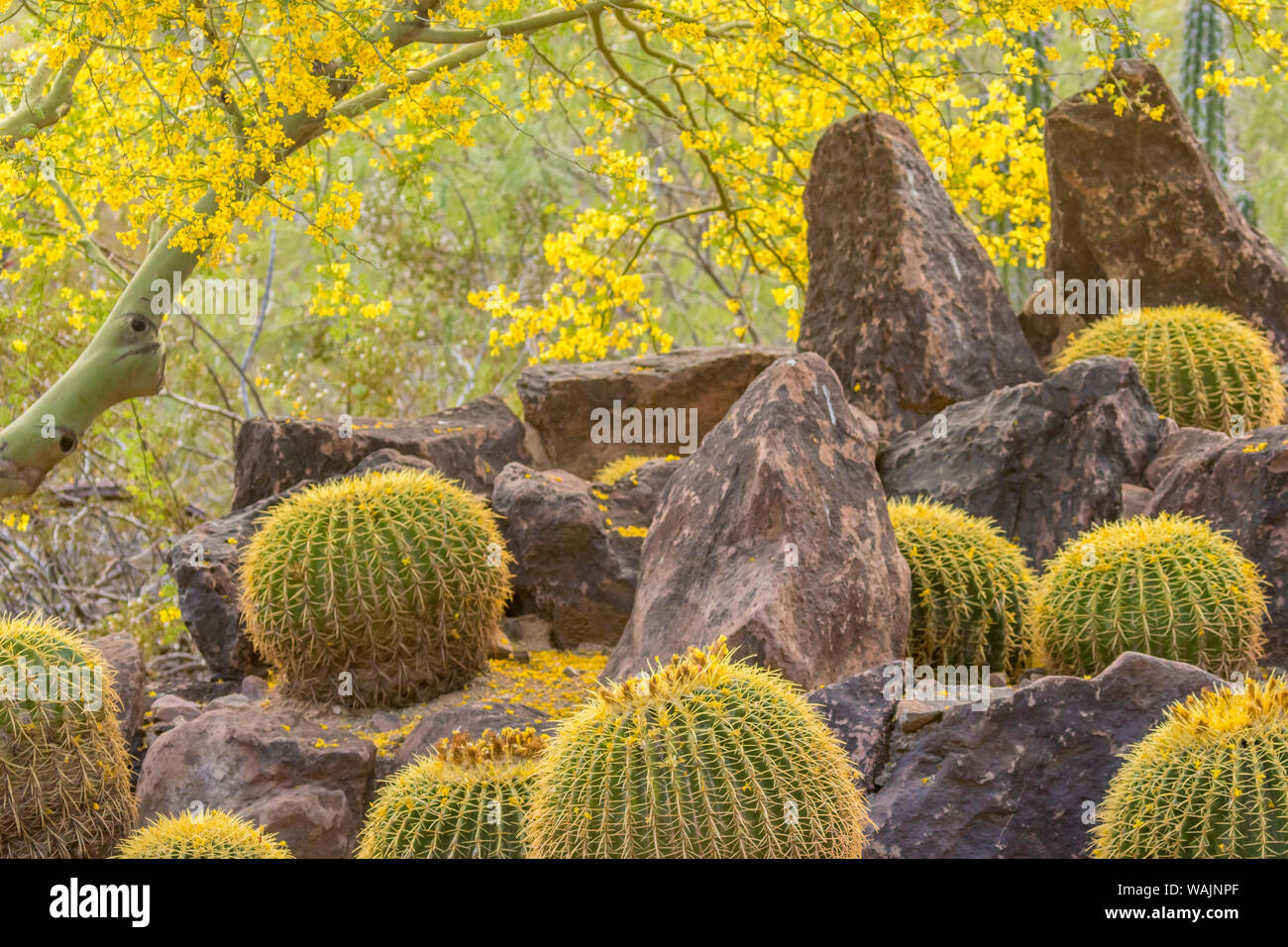 USA, Arizona, Desert Botanic Garden. Cactus garden and rocks. Credit as: Cathy and Gordon Illg / Jaynes Gallery / DanitaDelimont.com Stock Photo