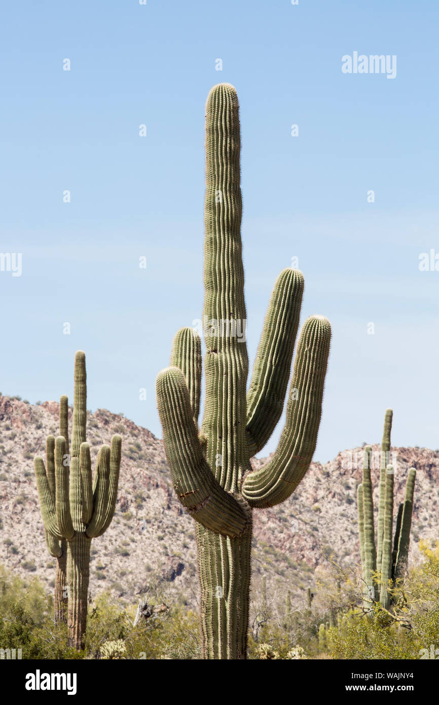 USA, White Tank Mountain Regional Park, Buckeye, Arizona. Saguaro