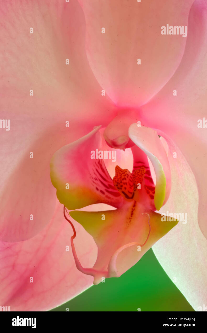 USA, California. Pink orchid detail. Credit as: Dennis Flaherty / Jaynes Gallery / DanitaDelimont.com Stock Photo