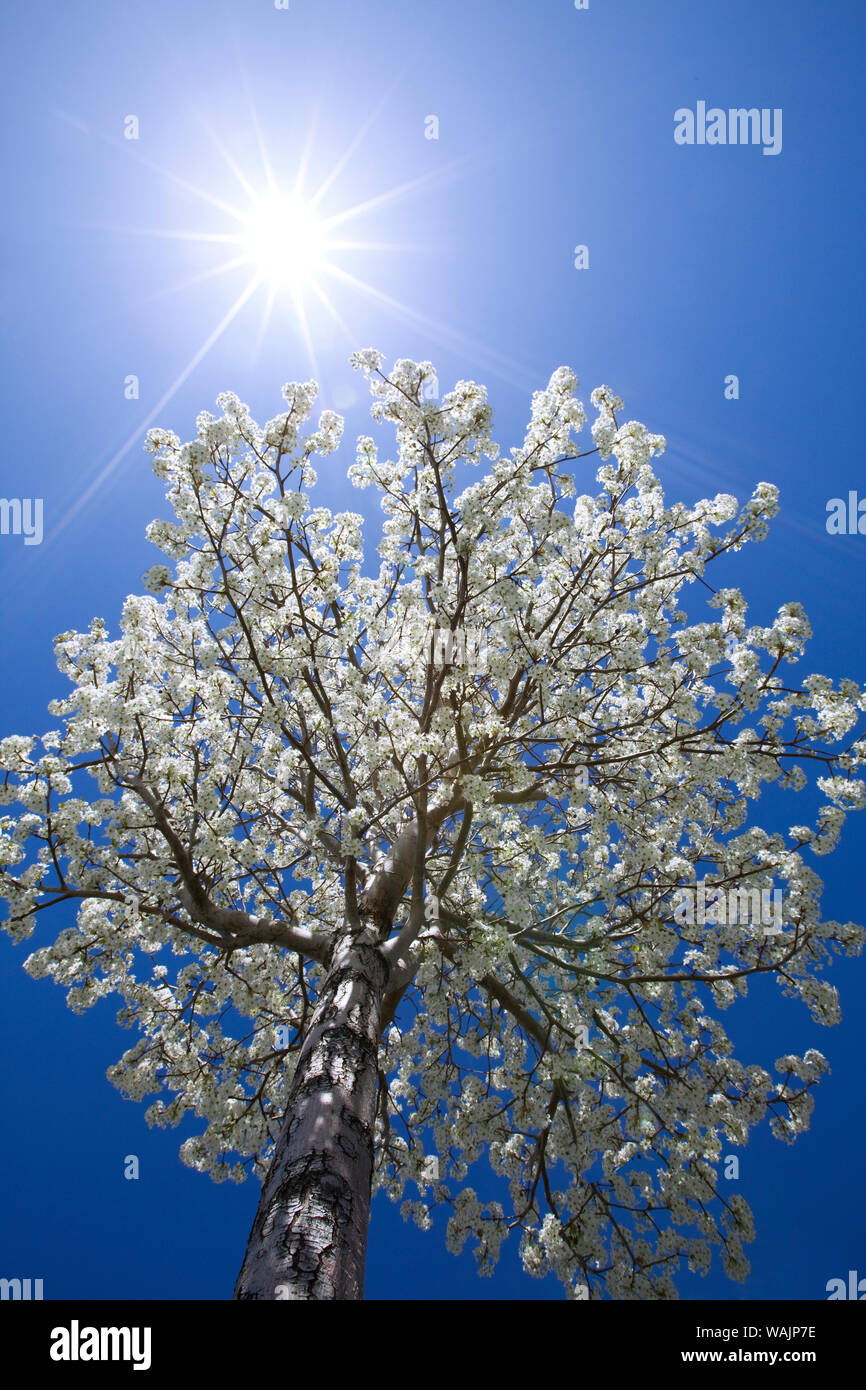USA, California, Bishop. Flowering pear tree. Credit as: Dennis Flaherty / Jaynes Gallery / DanitaDelimont.com Stock Photo