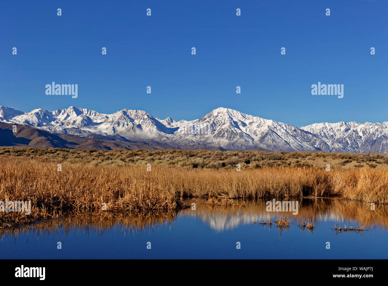 USA, California, Owens Valley. Pond grasses and Sierra Nevada Mountains. Credit as: Dennis Flaherty / Jaynes Gallery / DanitaDelimont.com Stock Photo