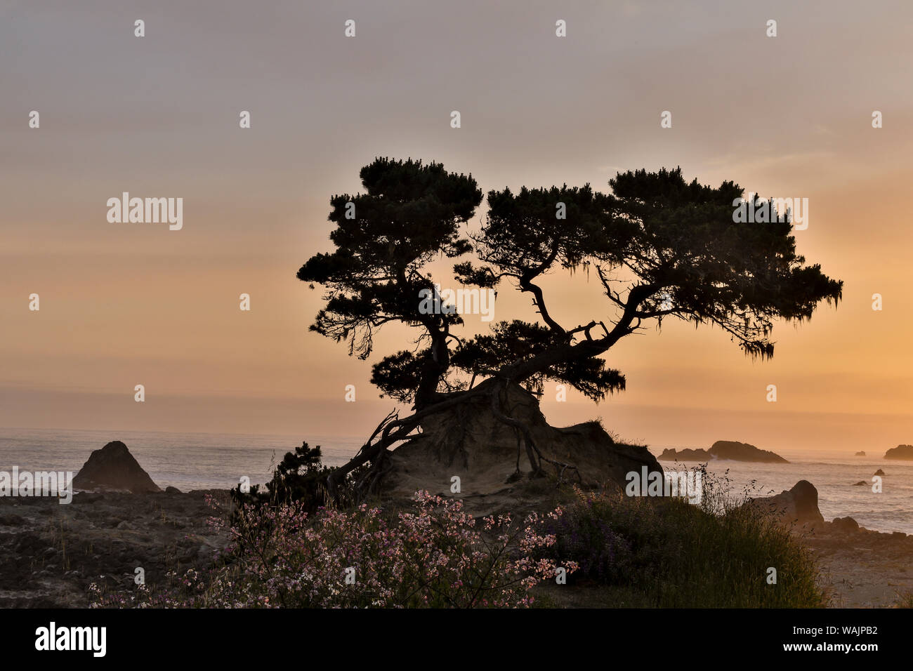 Cypress tree at sunset along the Northern California coastline, Crescent City, California Stock Photo