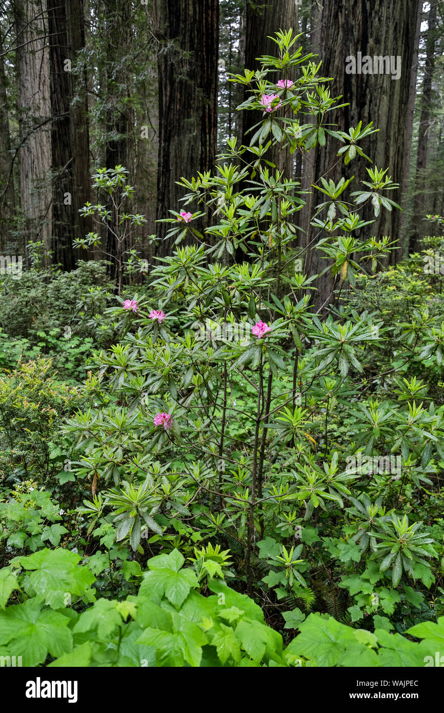 Rhododendrons in Stout Grove, Jedediah Smith Redwoods State Park, Norther California Stock Photo