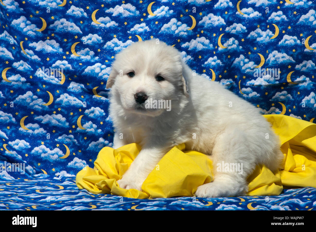 Great Pyrenees puppies. Stock Photo