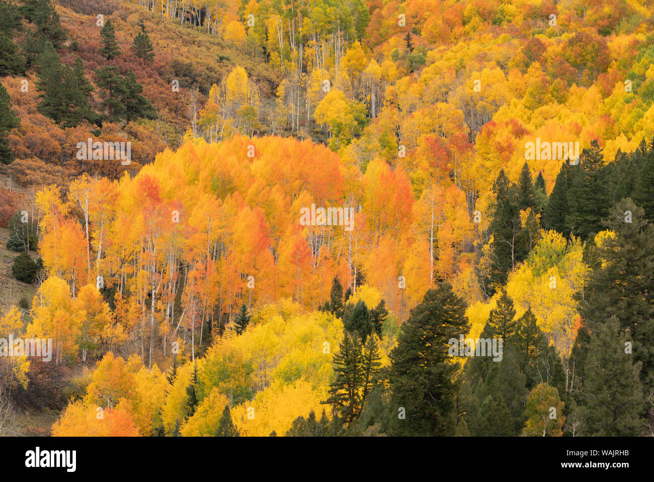 USA, Colorado, Uncompahgre National Forest. Mountain aspen forest in autumn. Credit as: Don Grall / Jaynes Gallery / DanitaDelimont.com Stock Photo