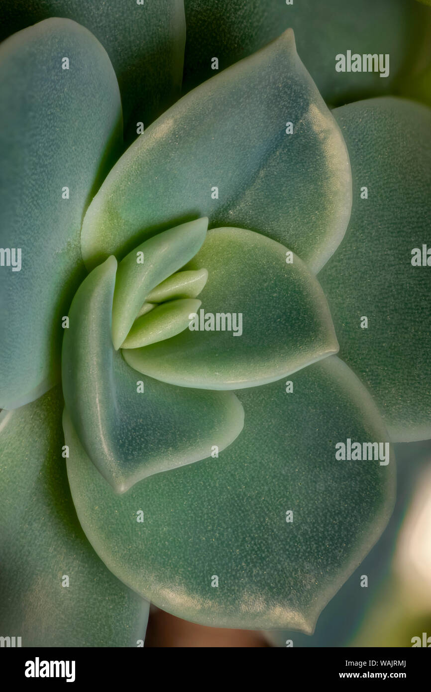 USA, Colorado, Fort Collins. Leatherpetal succulent close-up. Credit as Fred Lord / Jaynes Gallery / DanitaDelimont.com Stock Photo