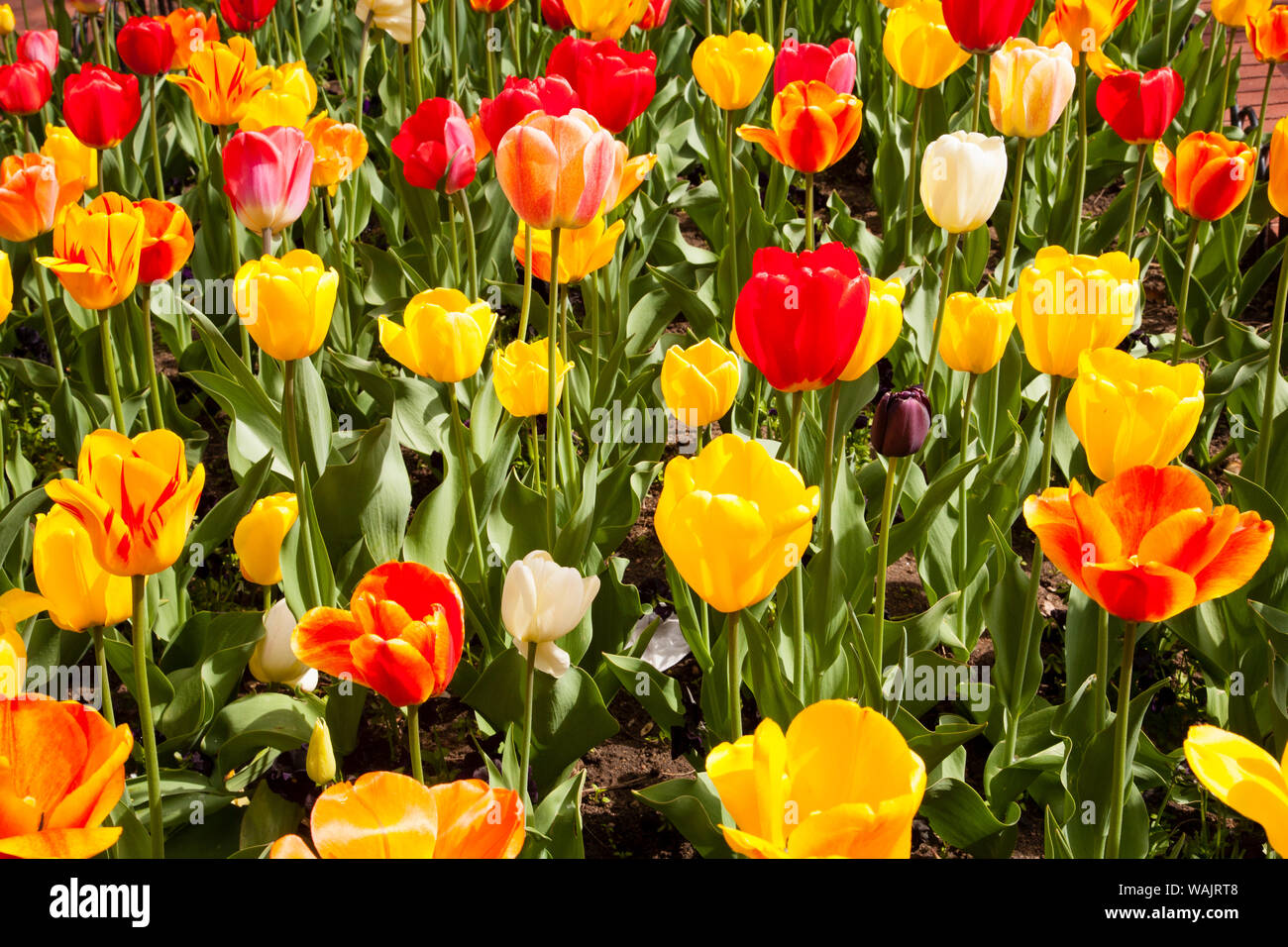 Spring flowers on Pearl Street, Boulder, Colorado, USA. Stock Photo