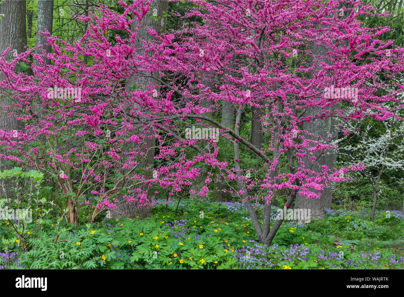 Redbud tree in full bloom, Mt. Cuba Center, Hockessin, Delaware Stock Photo