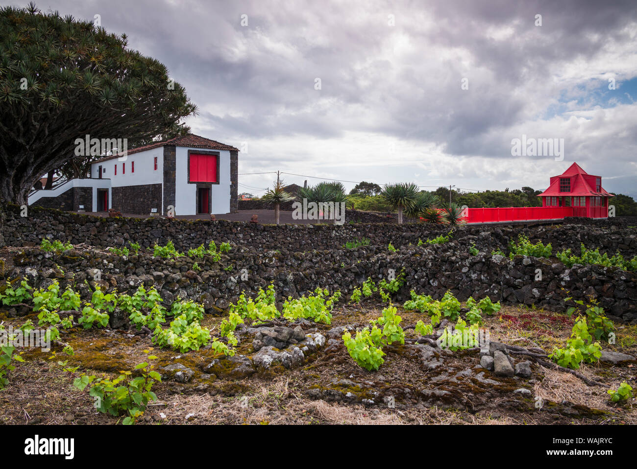 Portugal, Azores, Pico Island, Madalena. Wine Museum and vineyard ...