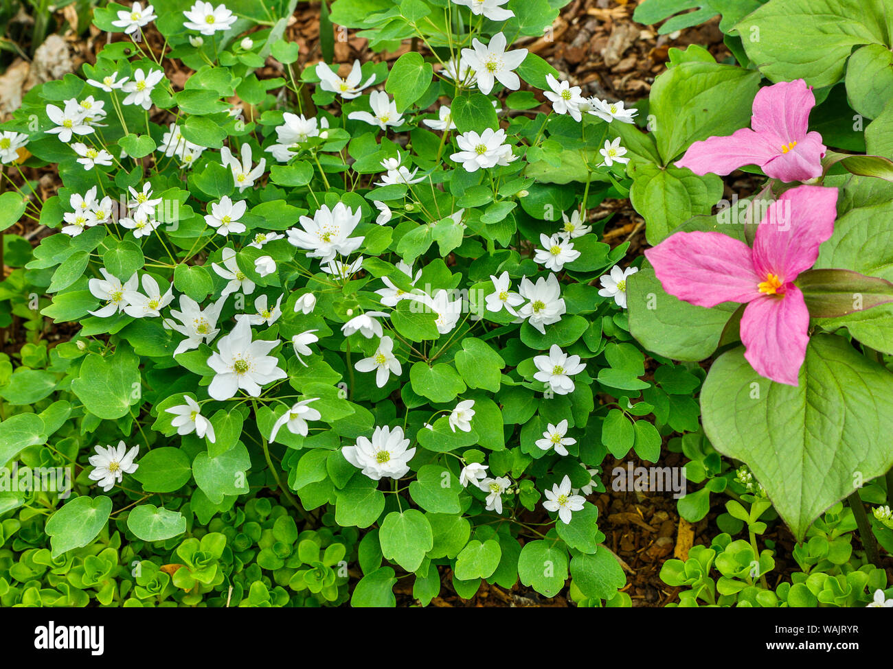 USA, Delaware, Hockessin Stock Photo